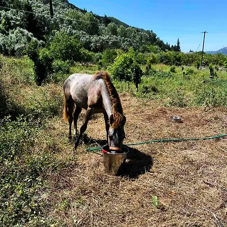 Σπίτι διακοπών Lily Home_lefkada ~ Private Kondaraíni